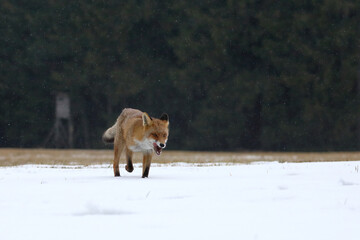 Red fox, Vulpes vulpes, ferrets about prey and licks snout. Orange fur coat animal hunting in winter nature. Fox running in snow on meadow. Wildlife scene. Habitat Europe, Asia, North America.