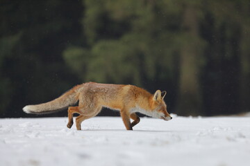 Red fox, Vulpes vulpes, ferrets about prey. Orange fur coat animal hunting in winter nature. Fox running in snow on meadow. Wildlife scene from Europe. Habitat Europe, Asia, North America.