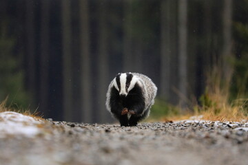European badger, Meles meles, running on path in forest during snowfall. Hunting beast in winter forest. Wild animal in nature. Habitat Europe, Western Asia. © Vaclav