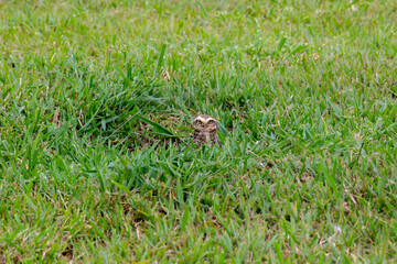 Naklejka na ściany i meble Little owl hidden in its nest made in the hole in the ground in the middle of green grass