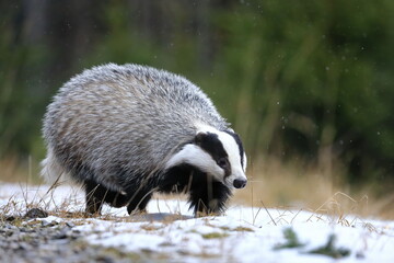 European badger, Meles meles,  running in winter forest. Black and white striped animal sniffs in snowy grass. Hunting beast in snowfall. Wildlife scene from nature. Habitat Europe, Western Asia.
