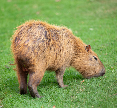 Capibara 이미지 – 찾아보기 13,258 스톡 사진, 벡터 및 비디오 | Adobe Stock