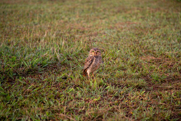 Burrowing Owl - Athene cunicularia - in the grass attentive taking care of its burrow and its young