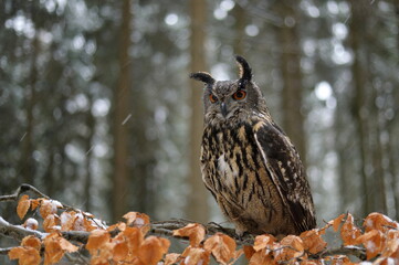 Eurasian eagle owl, Bubo bubo, perched on beech branch. Owl in winter forest during snowfall. Wildlife photo from forest with orange autumn colours. First snow in wildlife nature.