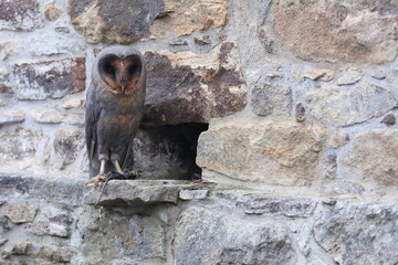 Barn owl, Tyto alba, black dark form in stone wall habitat. Owl perched on the stone in village. Bird in front of nest in stone wall. Urban wildlife scene, rare dark form of bird.