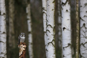 Northern hawk-owl, Surnia ulula, perched on rotten trunk in birch forest. Owl with yellow eyes. One of a few diurnal owls. Wildlife scene from nature. Habitat North European and North American taiga.
