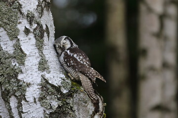Northern hawk-owl, Surnia ulula, perched on birch trunk looking like sleeping. One of a few diurnal owls. Wildlife scene from nature. Habitat North European and North American taiga.