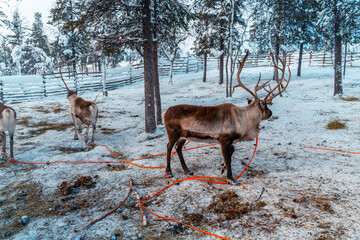 Reindeer in the frozen winter of Lapland, Finland