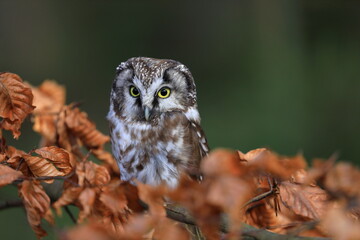 Boreal owl, Aegolius funereus, perched on beech branch in colorful forest. Typical small owl with big yellow eyes covered by orange leaves. Known as Tengmalm's owl. Habitat Europe, Asia, N. America.