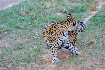 Jaguar seen from above on the grass floor licking its own body