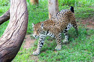 South American jaguar walking through the grass © Adilson