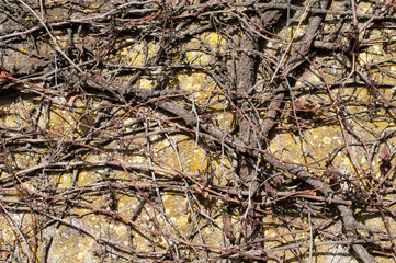 an old vine plant on a sunny winter day