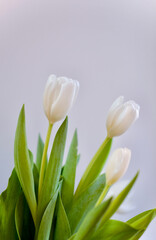  women's day.White tolips .Spring flowers.
