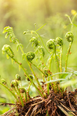 Spiral of young sprouts fern in spring in sunlight closeup	