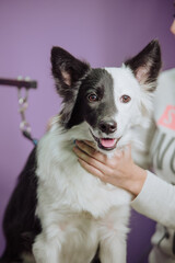 Pet being treated in a vet grooming clinic