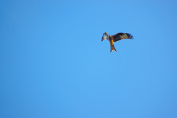 red kite soaring with open wings in a beautiful crisp blue winter UK sky