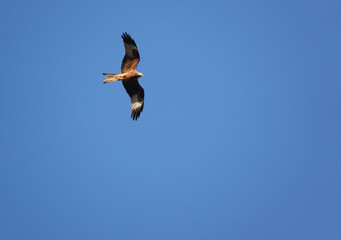 red kite soaring with open wings in a beautiful crisp blue winter UK sky