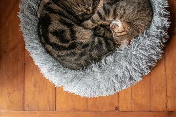 two curled up cats sleeping on their comfy. bed