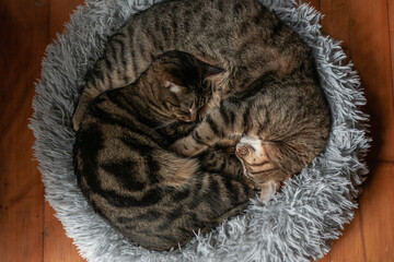 two curled up cats sleeping on their comfy. bed