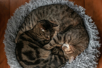 two curled up cats sleeping on their comfy. bed