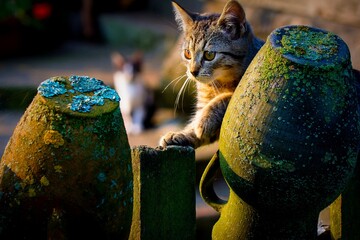 cat in the garden