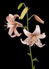 Light pink lily flower, isolated on black background