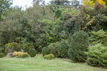 decorative shrubbery Garden