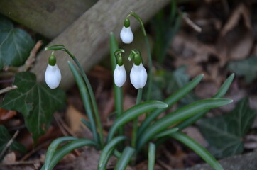Schneeglöckchen