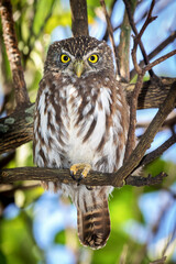 Burrowing Owl - Athene cunicularia - in the tree attentive taking care of its burrow and its young