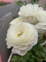 white rose flower