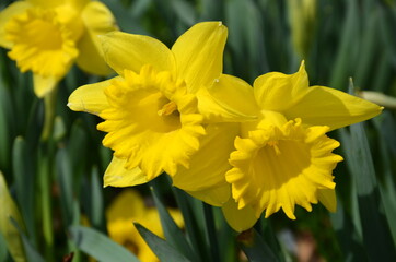 Narzisse gelb, Ostern