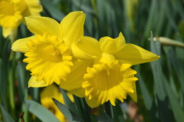 Narzisse gelb, Ostern