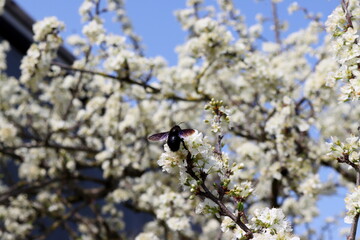 Carpenter Bee collecting pollen from white pear flowers. Flowering fruit tree. Carpenter Bee with pollen in the claws.
