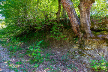 submerged black sea forests in summer. It looks great with beech trees and flowers.