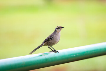 Field thrush (Mimus saturninus) in closeup isolated