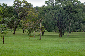 Forest with trees spaced in clean grass field