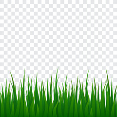 Green grass, isolated vector illustration.