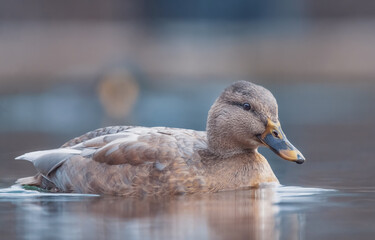 Schwimmende Ente im See