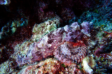 Fransen-Drachenkopf (Scorpaenopsis oxycephala)