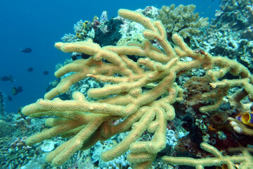 vermutlich Busch-Gorgonie (Rumphella aggregata)