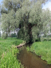 Silber-Weide (Salix alba) an der Wipperau