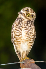 Owl looking with its big eyes and crooked neck perched at night with dark background