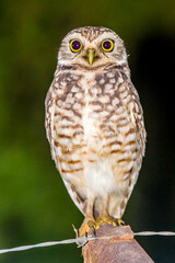 Owl isolated in the night closeup with black background