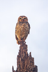 Burrowing Owl - Athene cunicularia - in the tree attentive taking care of its burrow and its young