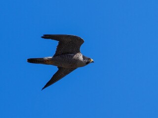 青空バックに悠然と飛ぶハヤブサ成鳥
