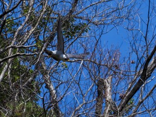 ハヤブサ成鳥のダイナミックな飛び出しシーン