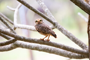 Burrowing Owl - Athene cunicularia - in the tree attentive taking care of its burrow and its young