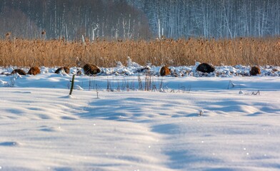 landscape with snow