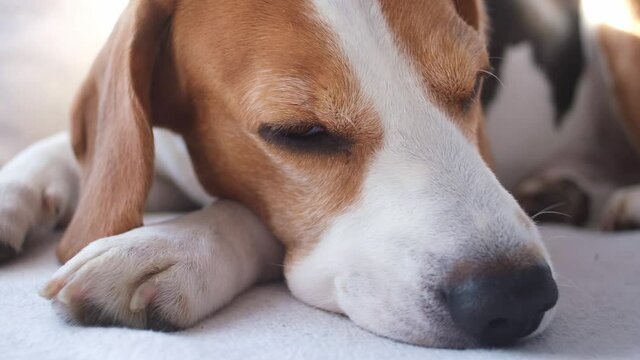 Close up the beagle dog is sleeping on cozy sofa