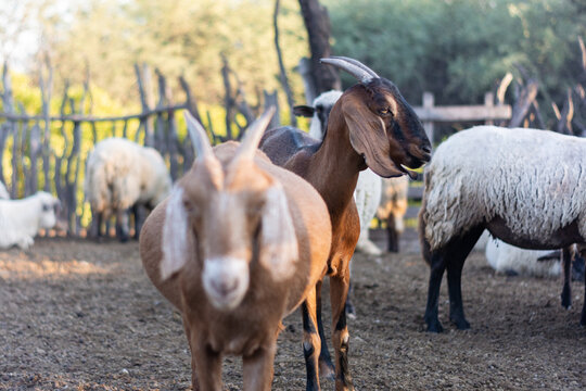 par de cabras posando